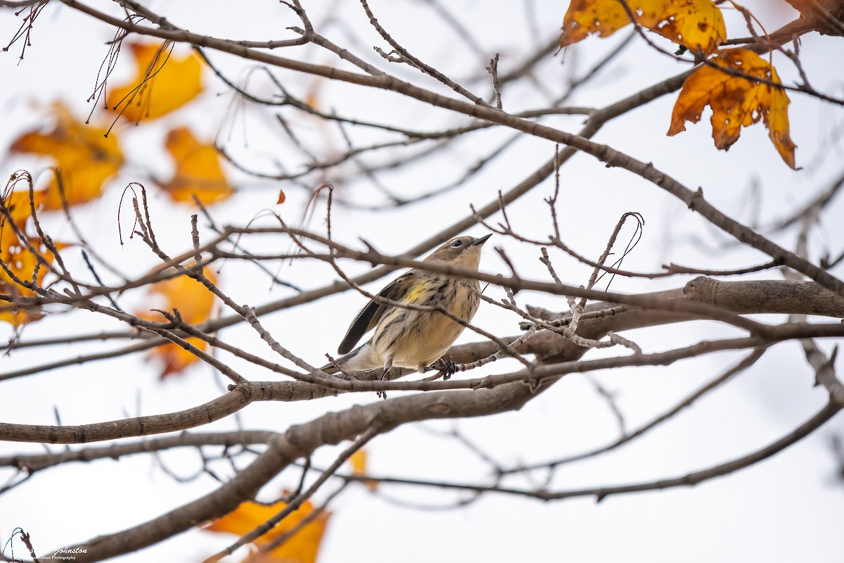 lesňáček žlutoskvrnný (ssp. coronata) - ML644990670