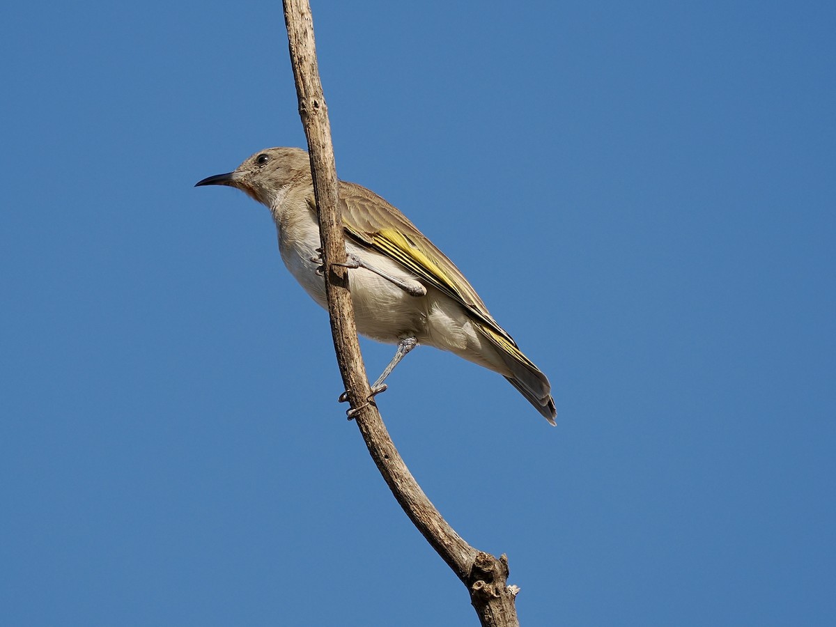 Rufous-throated Honeyeater - ML644990677