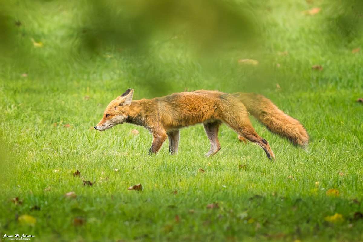 Eastern American Red Fox - ML644990689