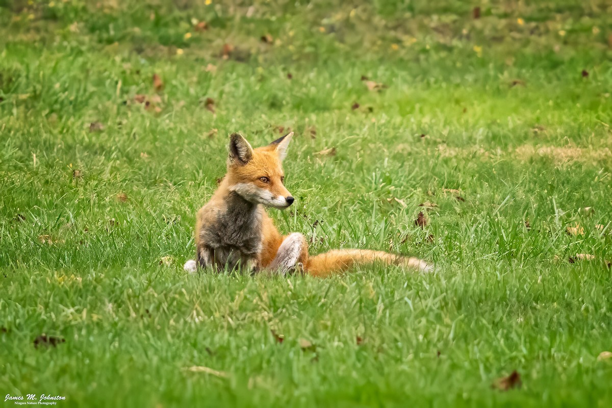 Eastern American Red Fox - ML644990690
