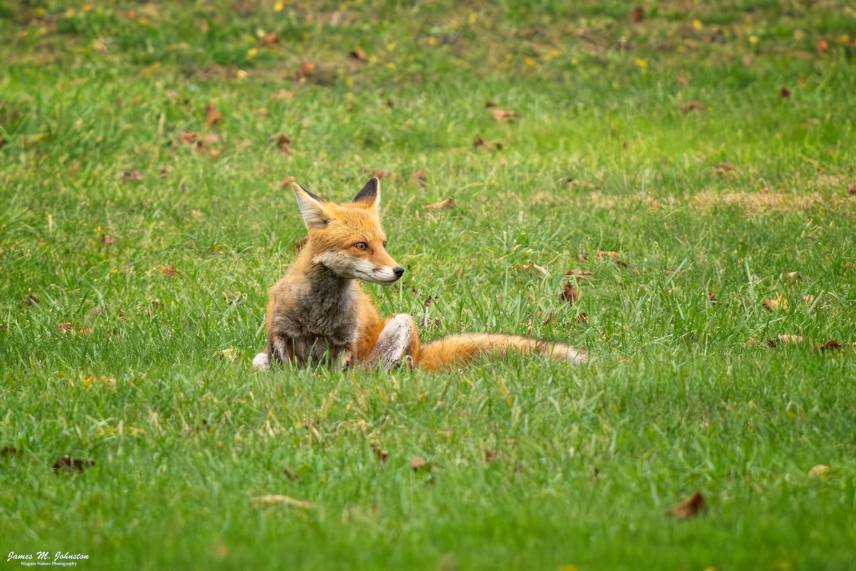 Eastern American Red Fox - ML644990691