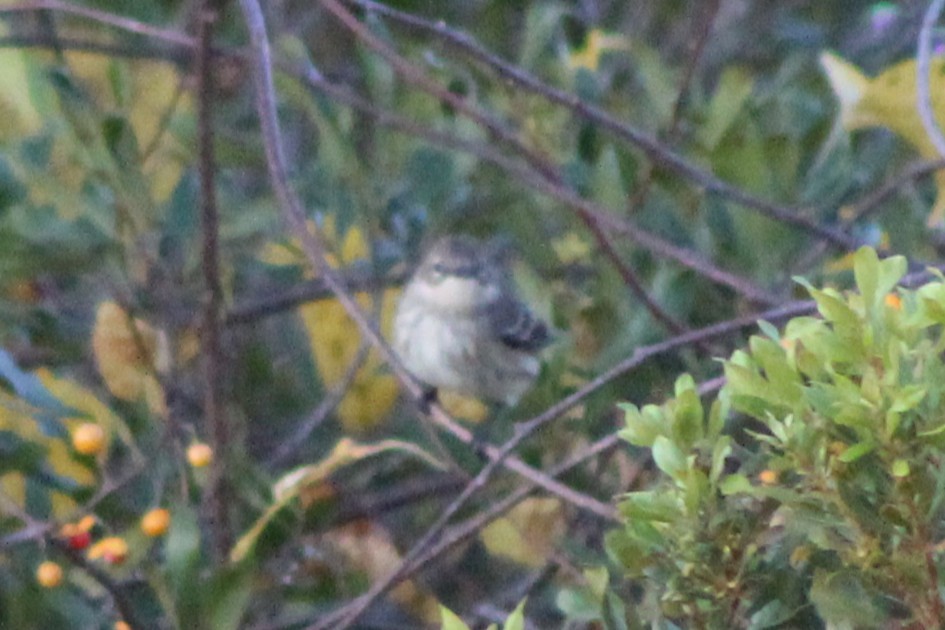 lesňáček žlutoskvrnný - ML644990693