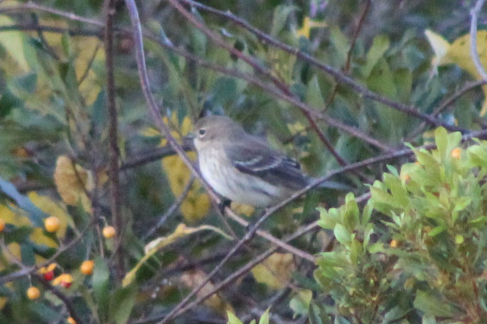 lesňáček žlutoskvrnný - ML644990694