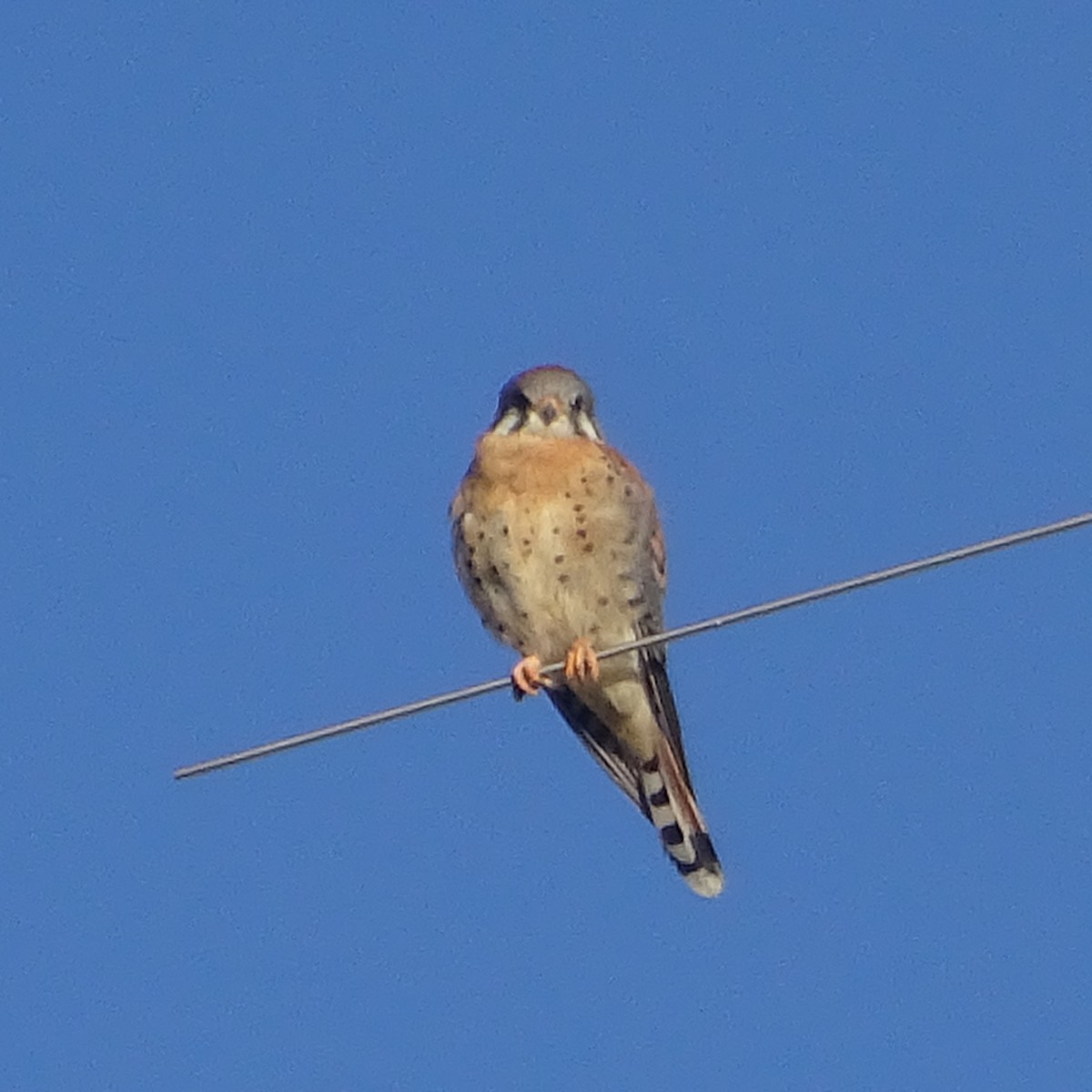 American Kestrel - ML644990695