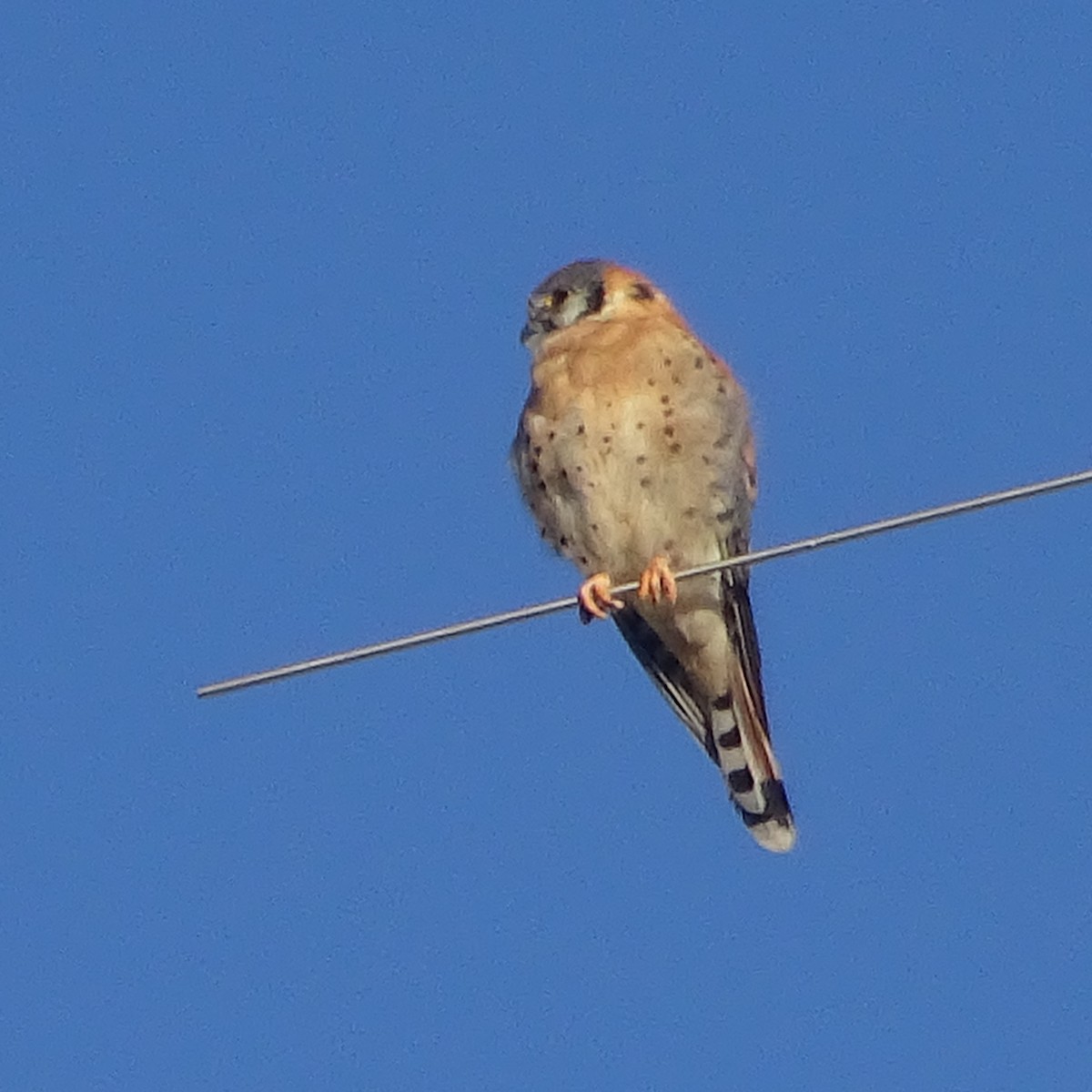 American Kestrel - ML644990707
