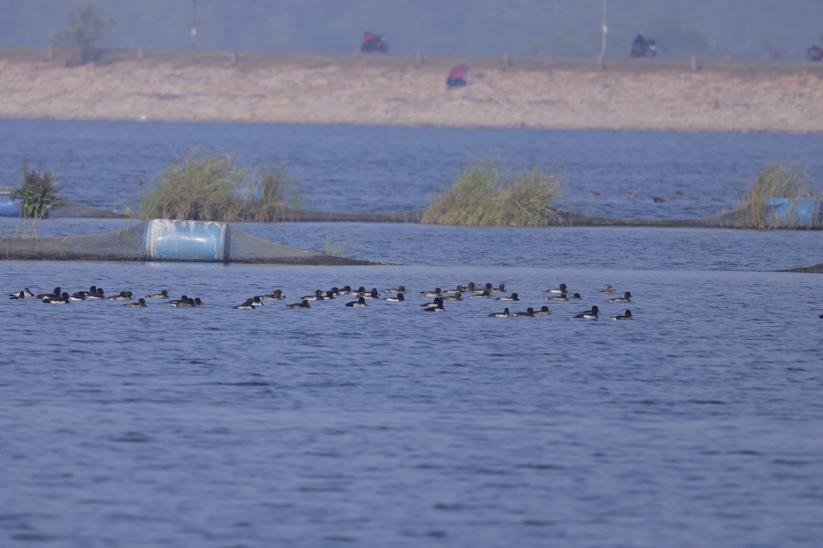 Чернь чубата - ML644990708