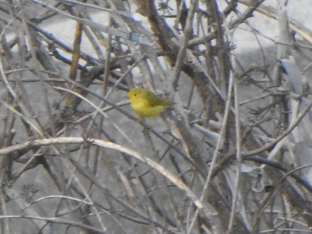 Northern Yellow Warbler - ML644990733