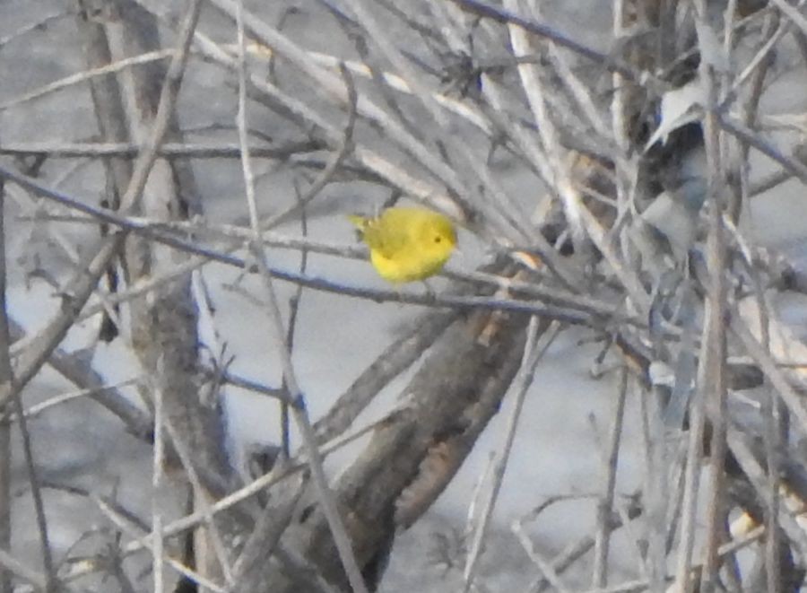 Northern Yellow Warbler - ML644990739
