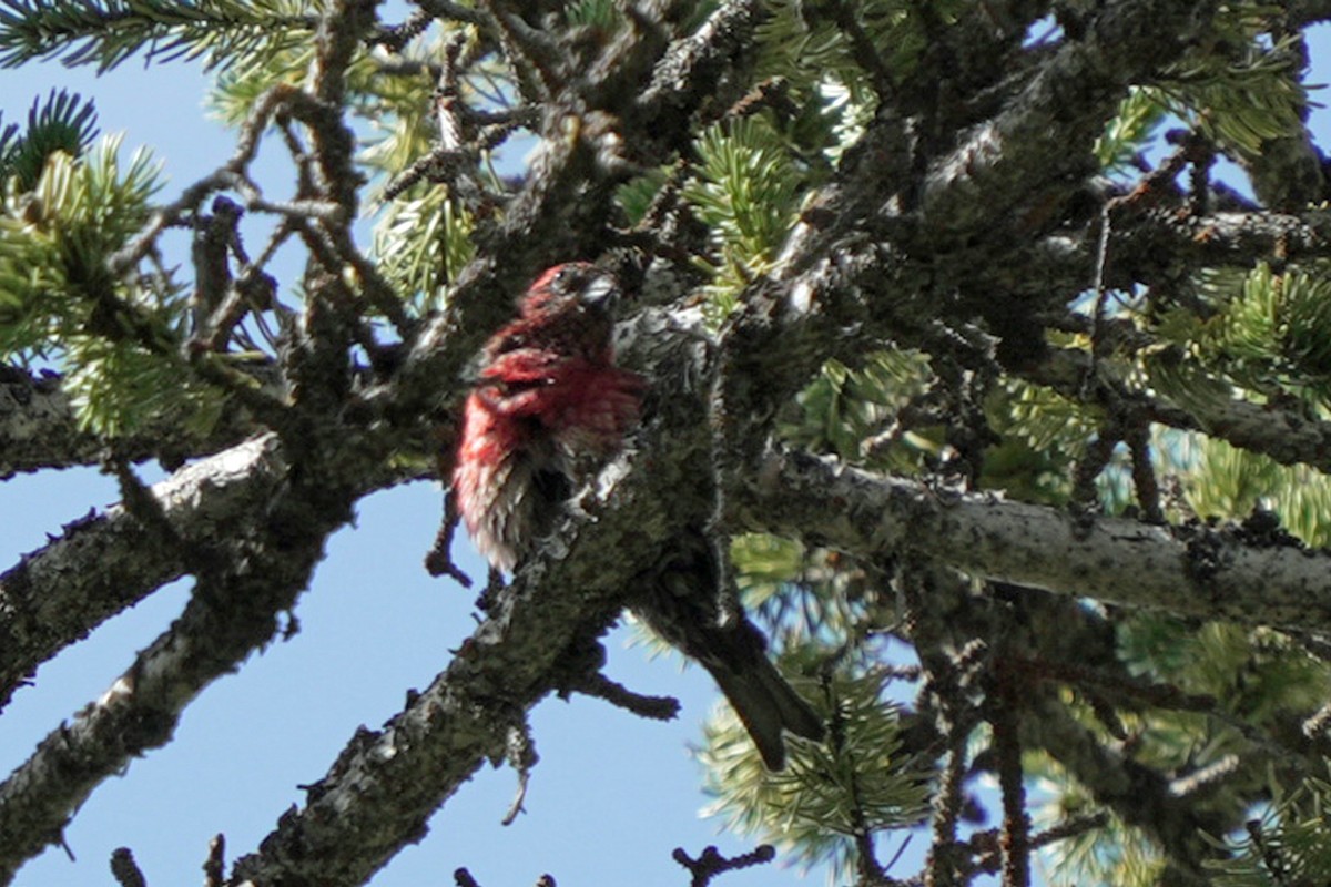 båndkorsnebb - ML644990753