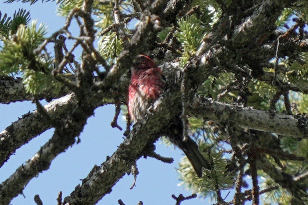 båndkorsnebb - ML644990754