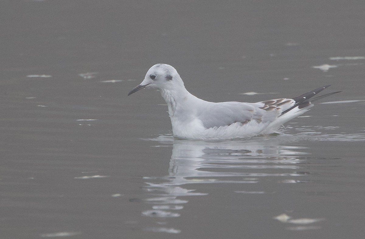 Bonaparte's Gull - ML644990759