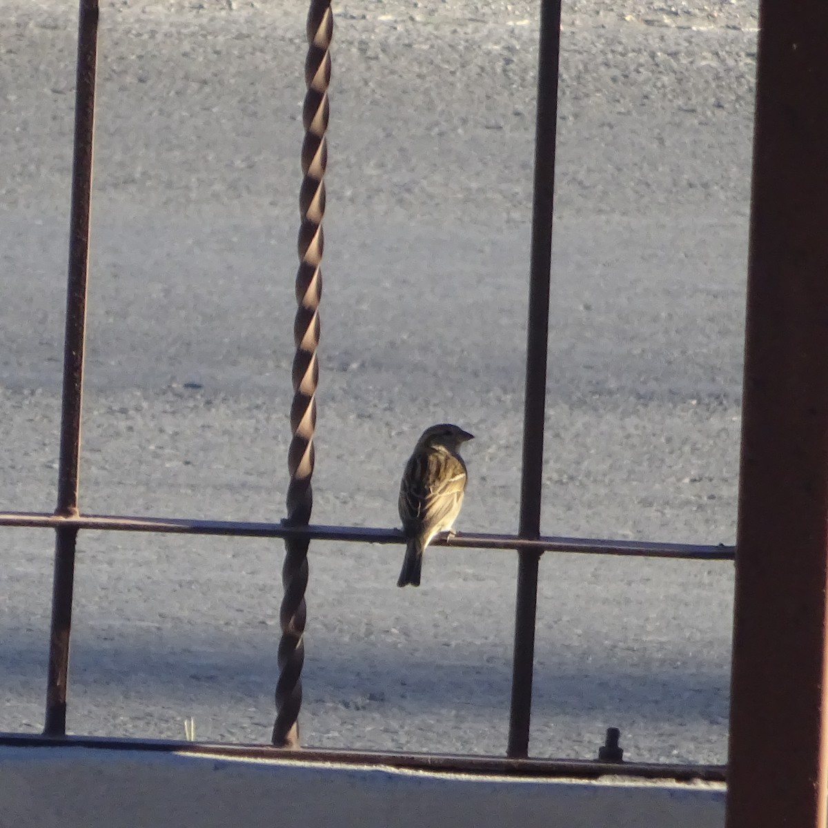 家麻雀 - ML644990782