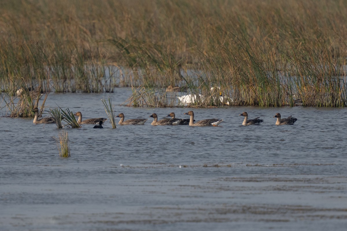 taigasædgås - ML644990793