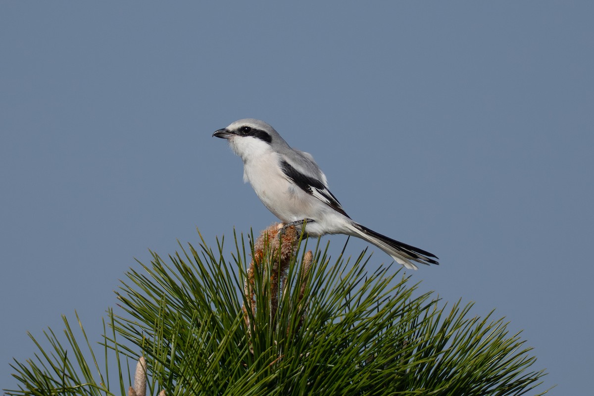 kinavarsler - ML644990802