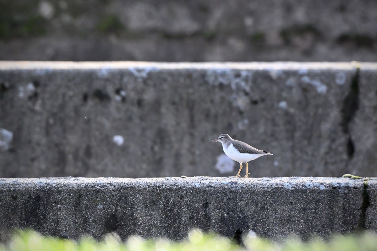 Drosseluferläufer - ML644990803