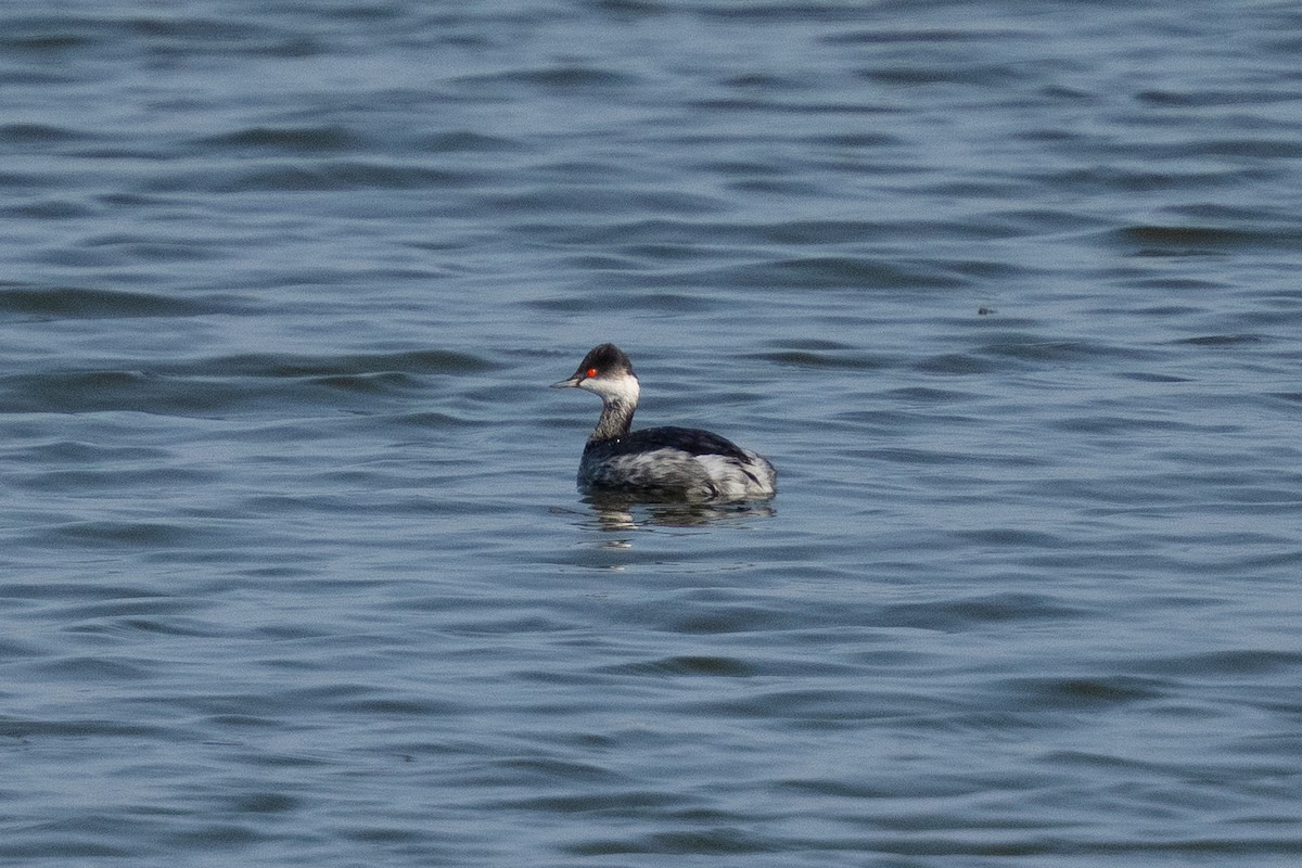 svarthalsdykker - ML644990810