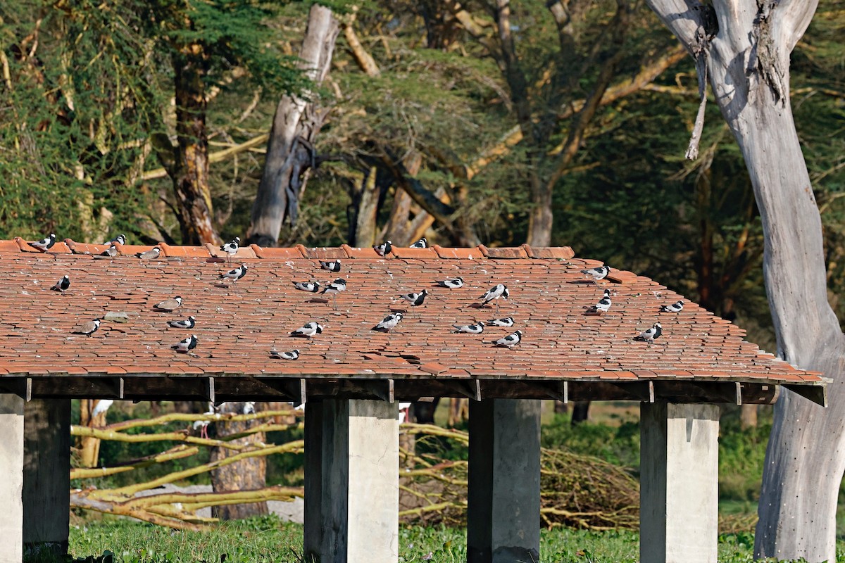 Vanneau armé - ML644990818