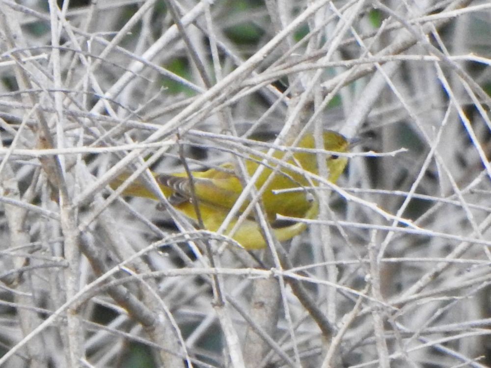 Northern Yellow Warbler - ML644990825