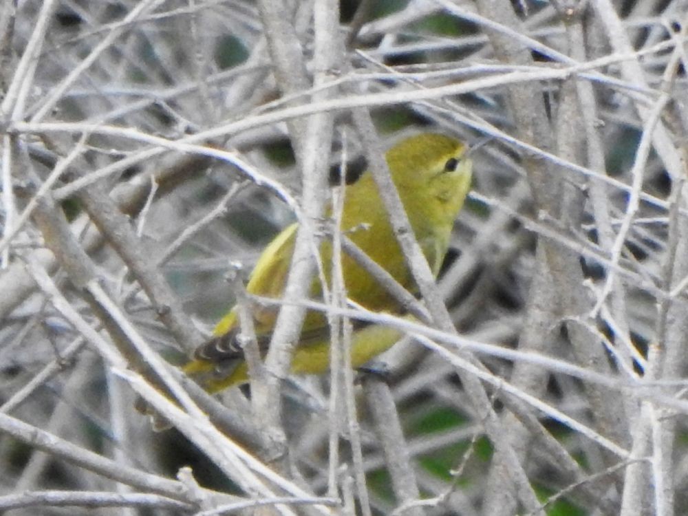 Northern Yellow Warbler - ML644990827