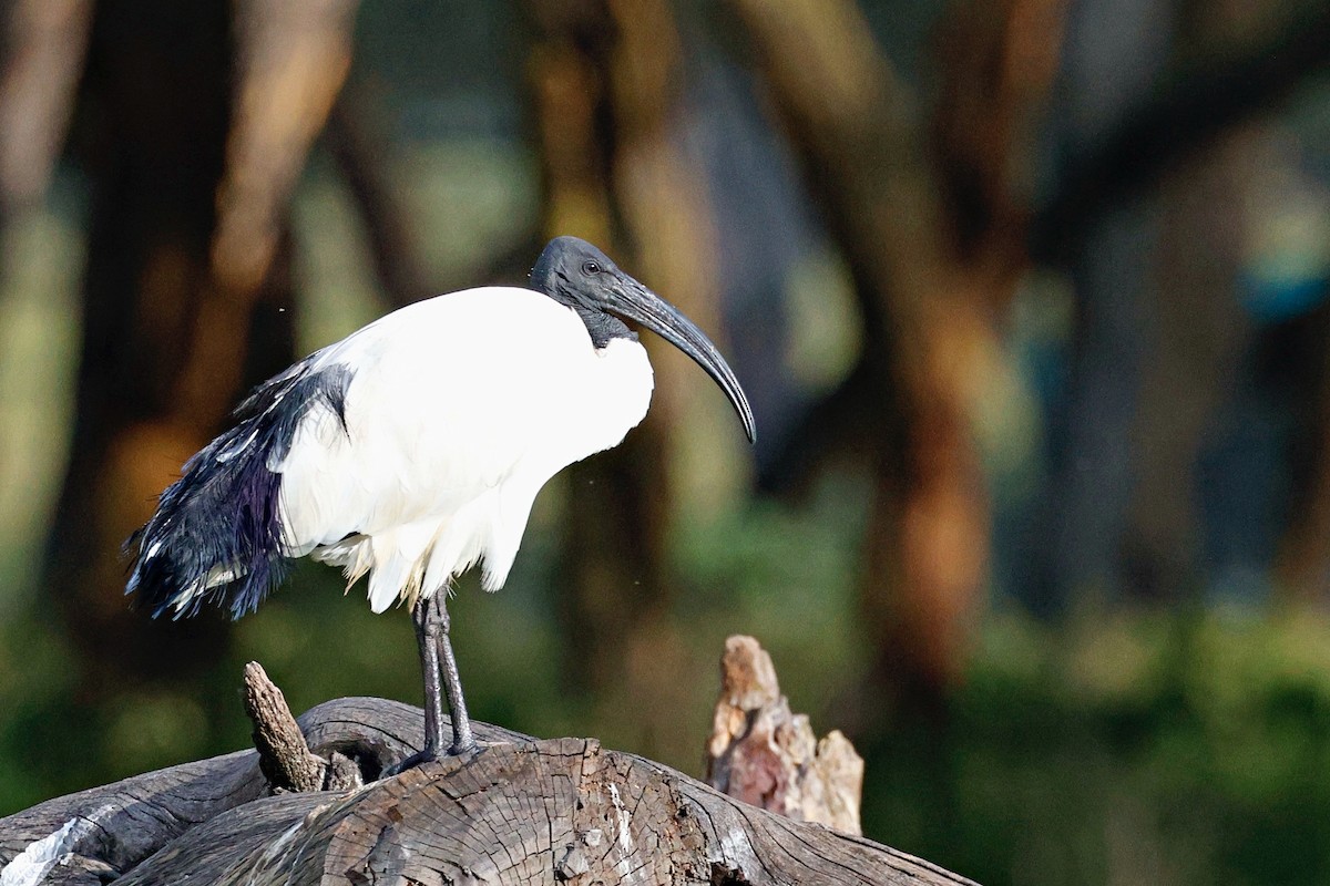 Ibis sacré - ML644990842