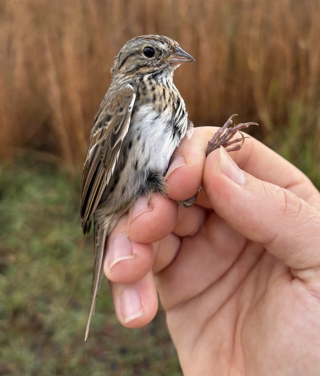 Lincoln's Sparrow - ML644990843