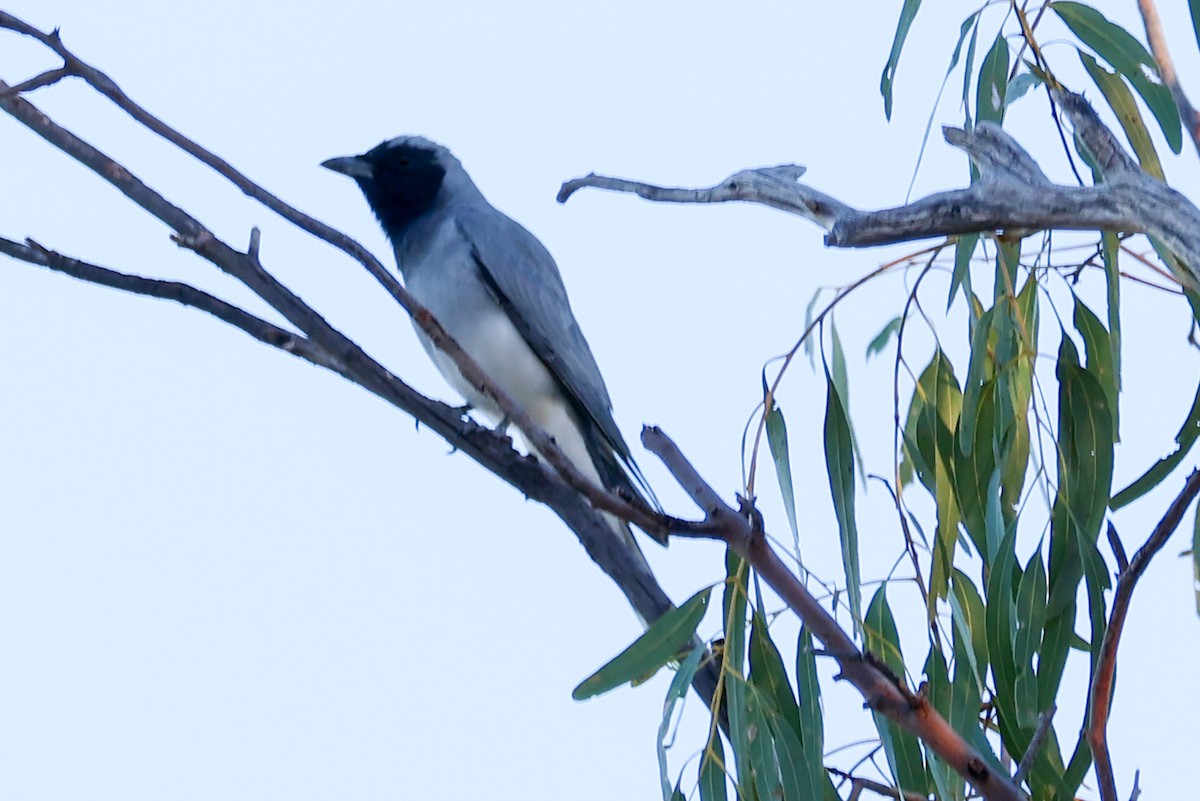 Black-faced Cuckooshrike - ML644990844