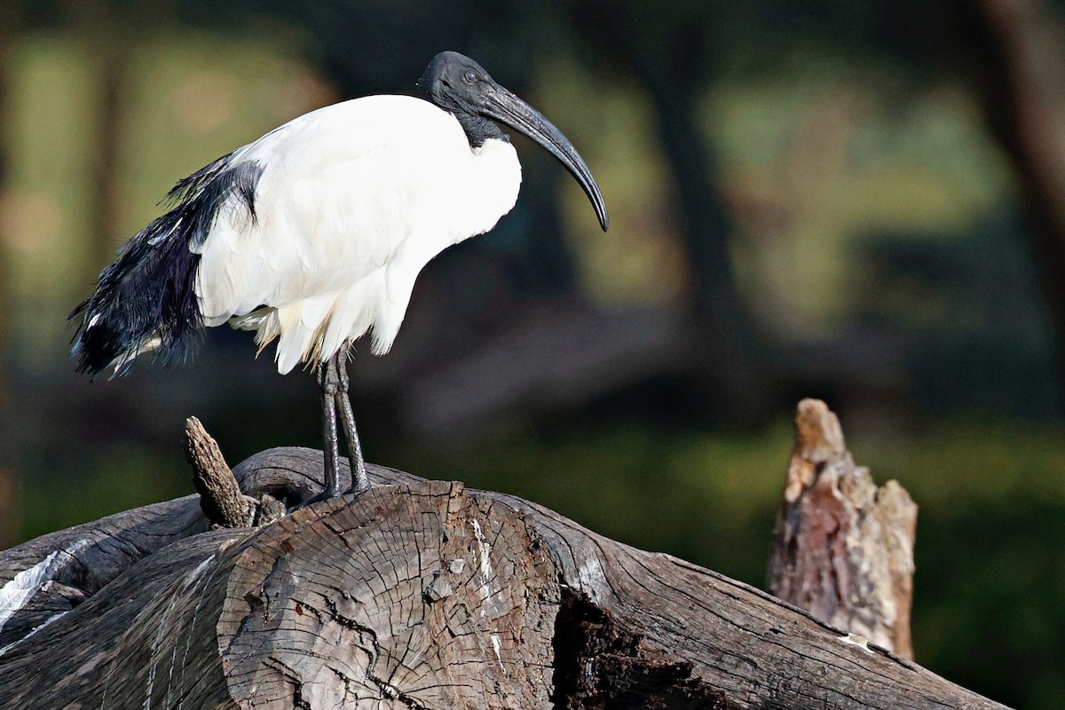 Ibis sacré - ML644990847