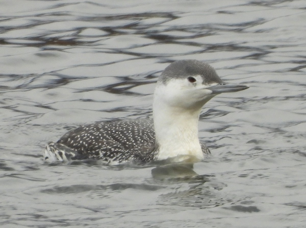 Улаан гүеэт гахууна - ML644990848