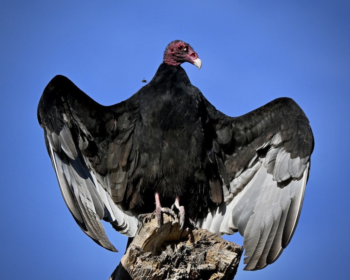 Truthahngeier - ML644990851