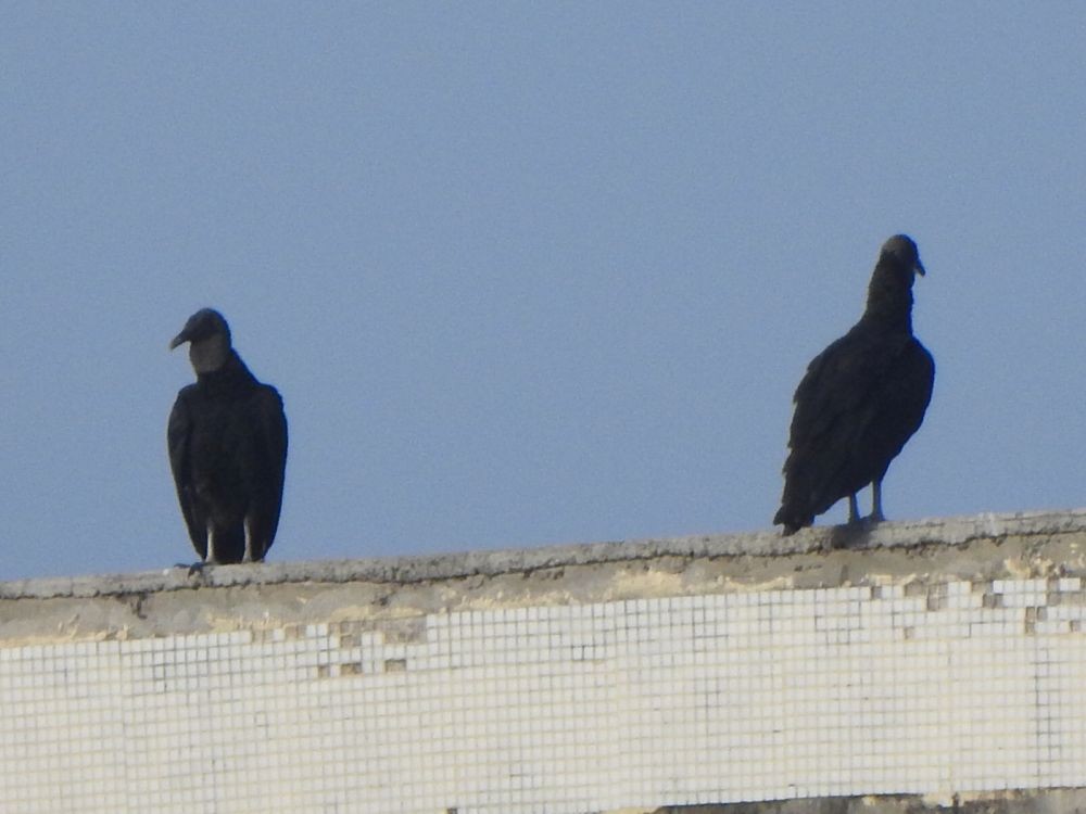 Black Vulture - ML644990857