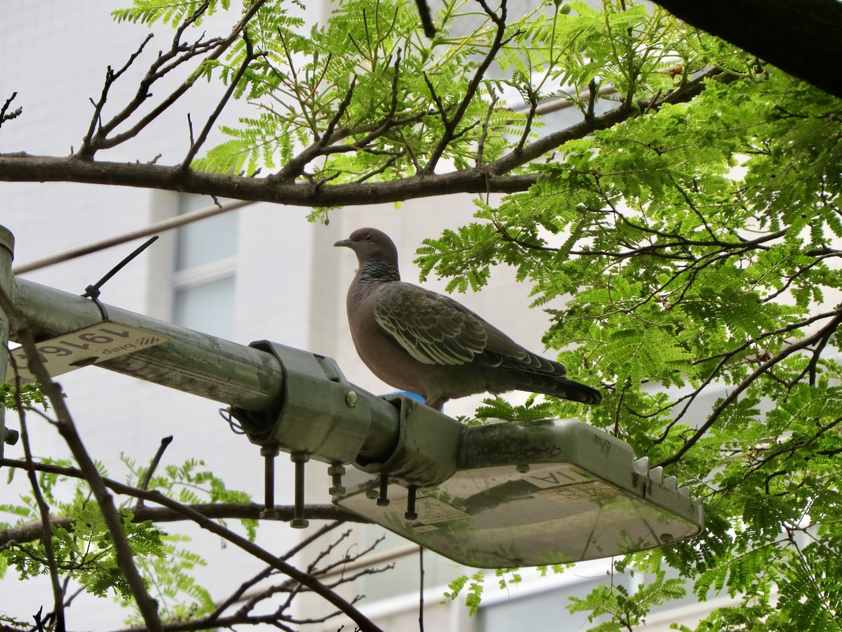 アカメバト - ML644990863