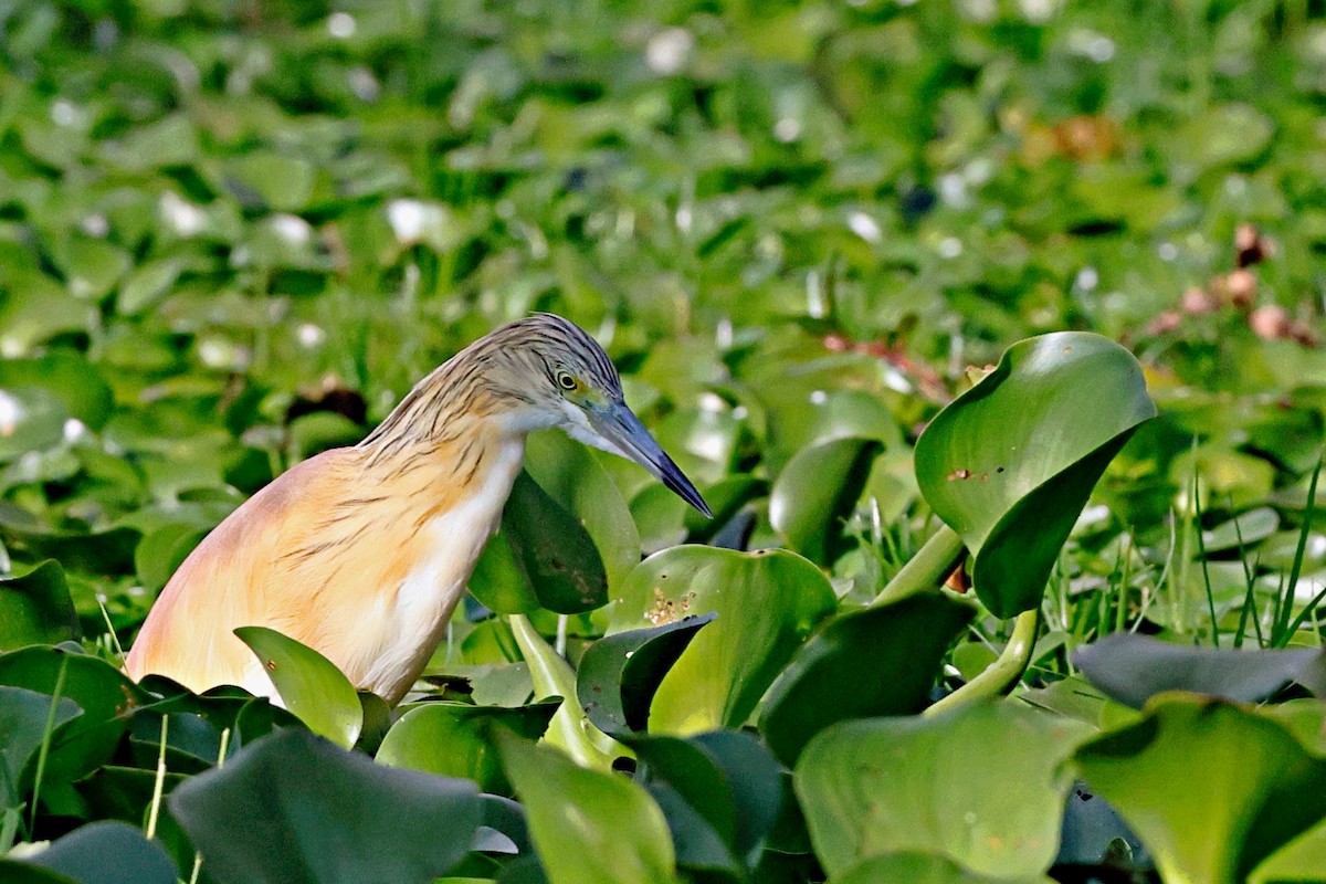 Crabier chevelu - ML644990868