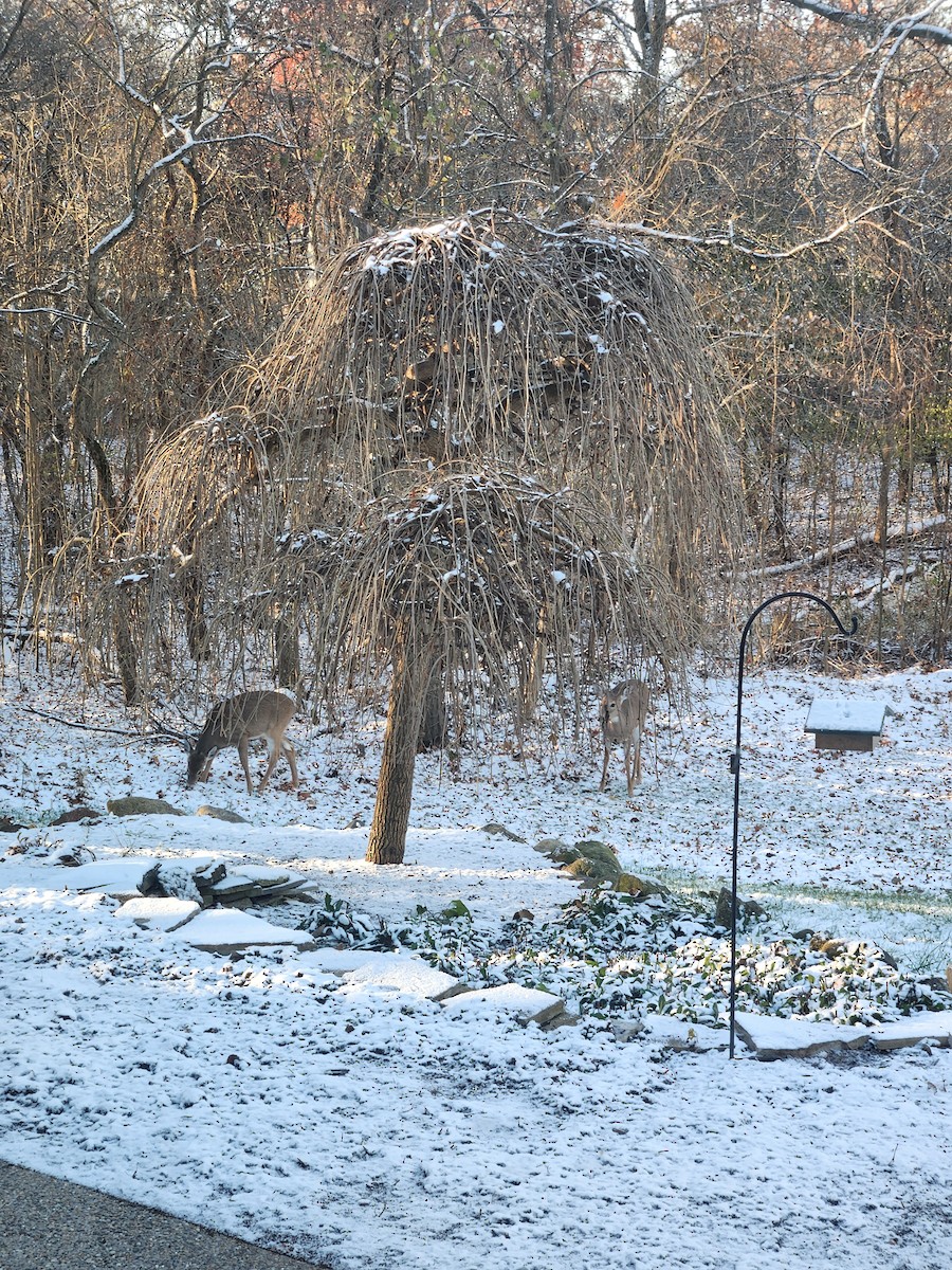 White-tailed Deer - ML644990875