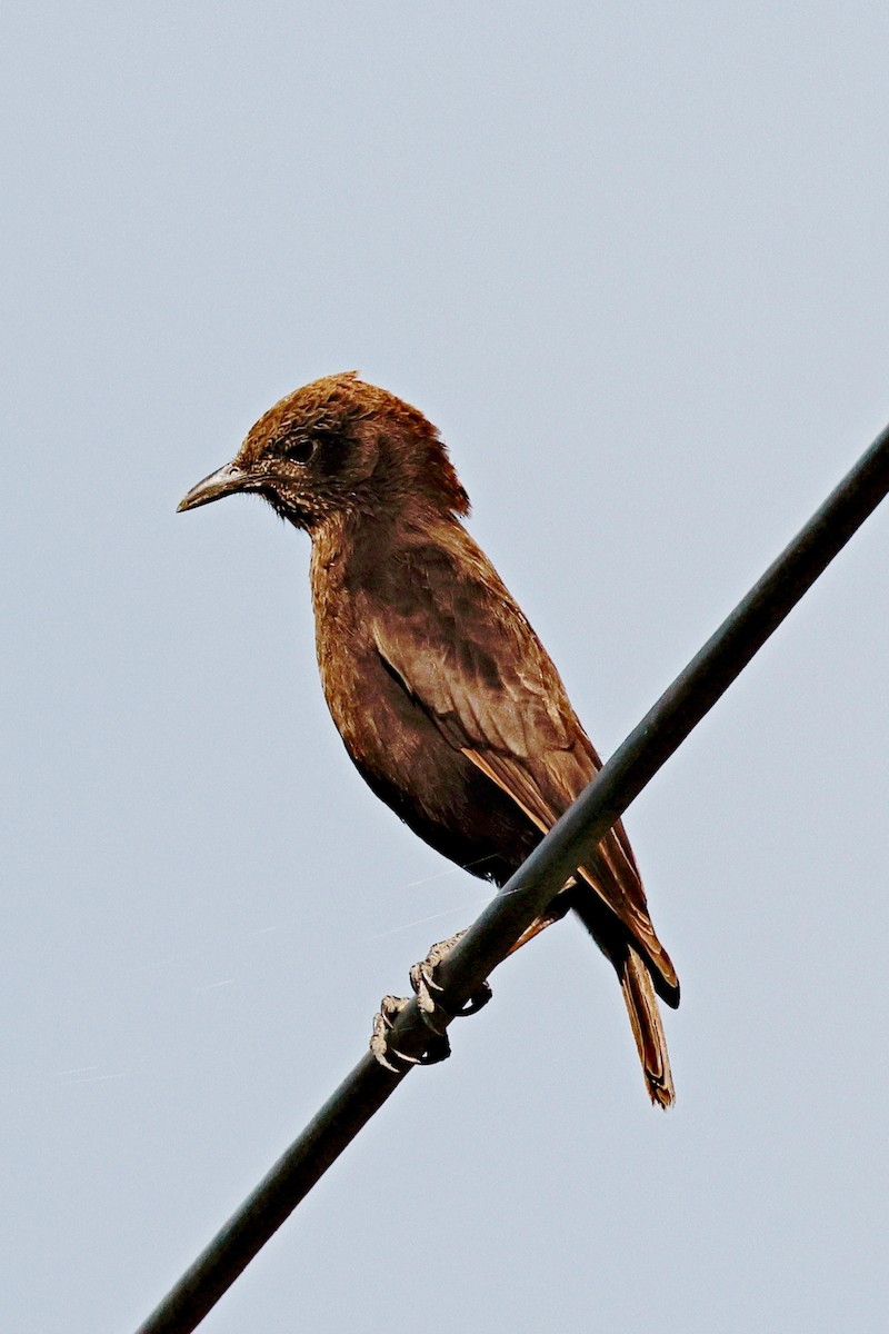 Northern Anteater-Chat - ML644990881