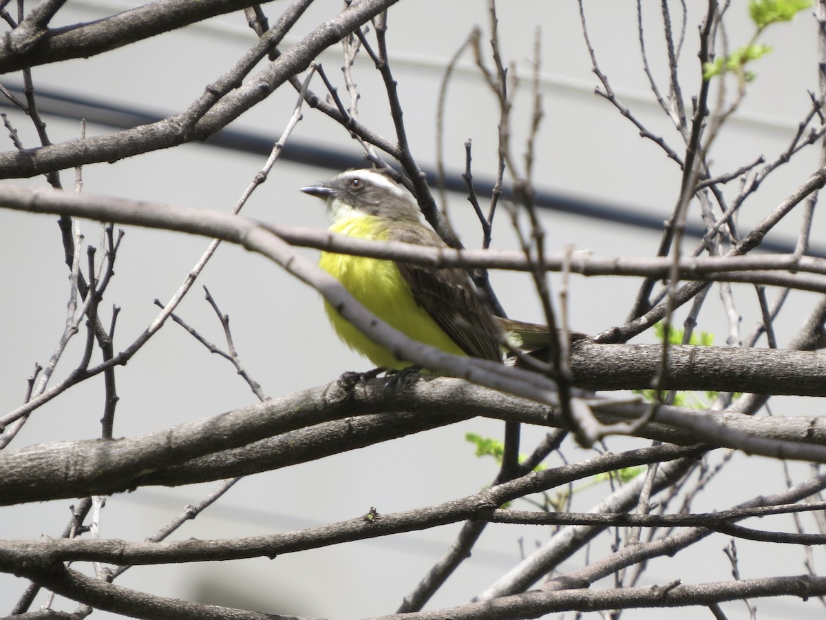 Tyran sociable - ML644990889