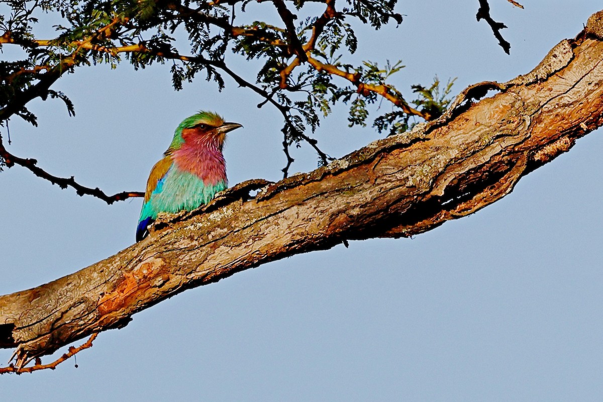 Rollier à longs brins - ML644990894