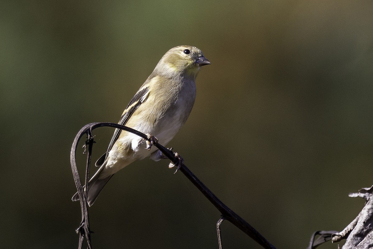 Goldzeisig - ML644990897