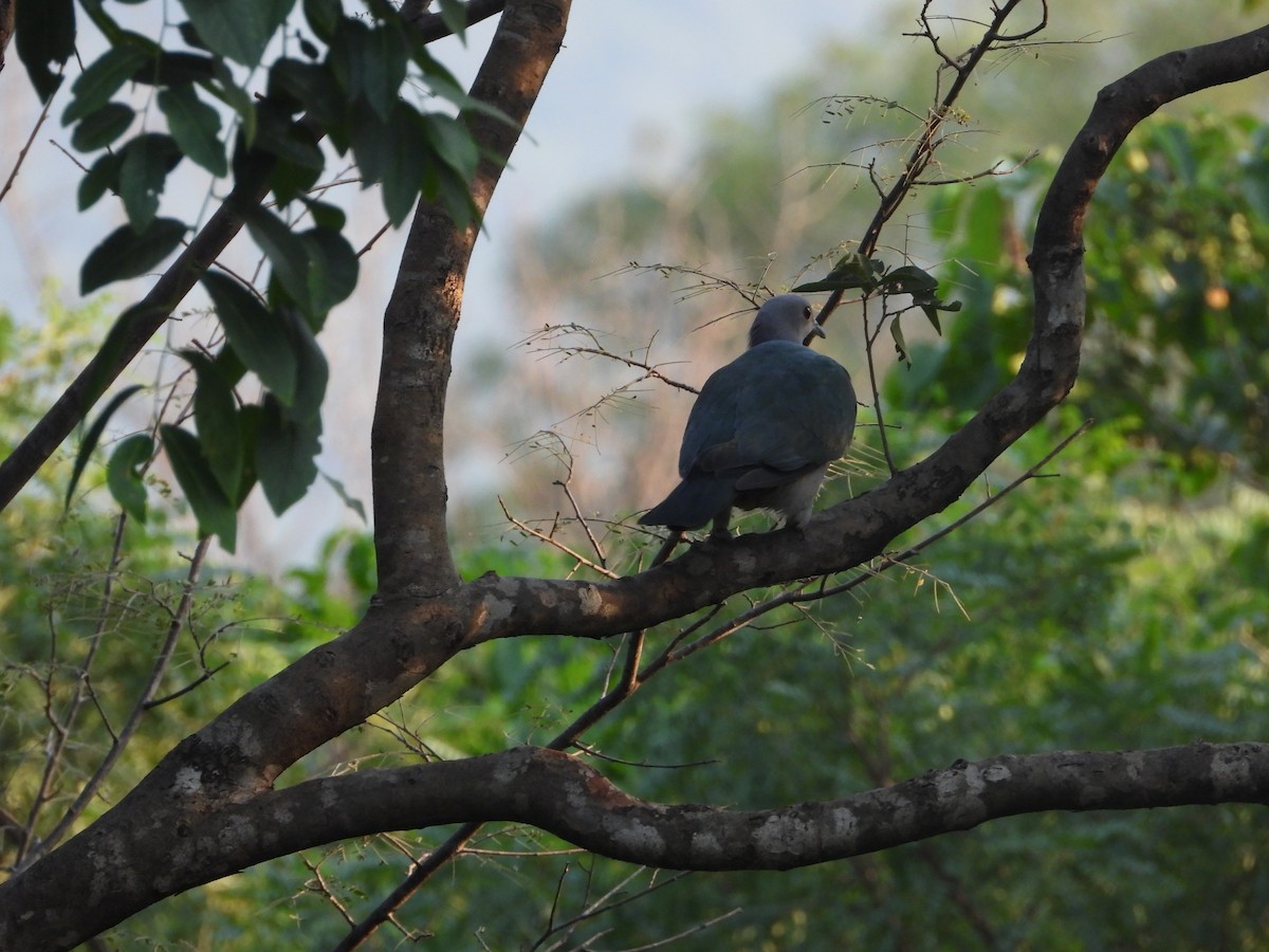 Green Imperial-Pigeon - ML644990898