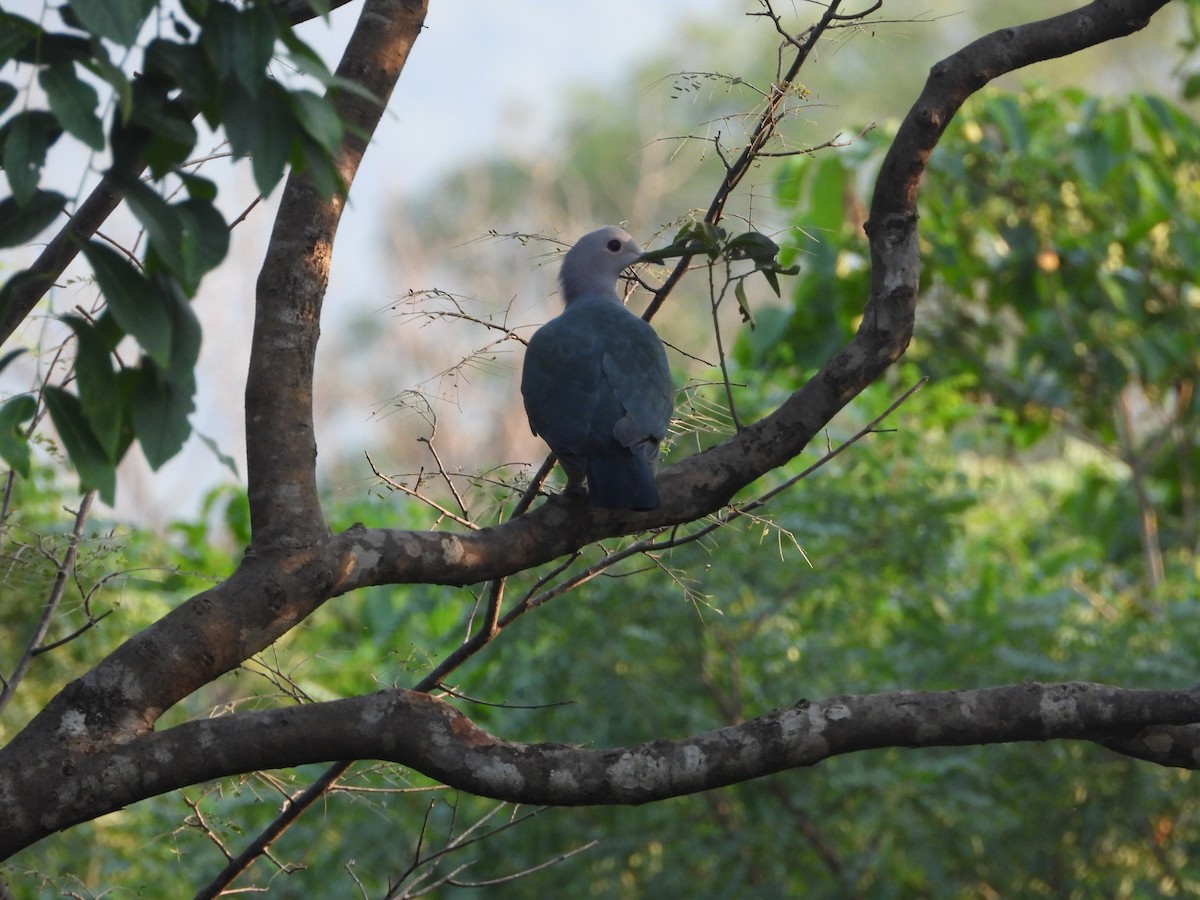 Green Imperial-Pigeon - ML644990899