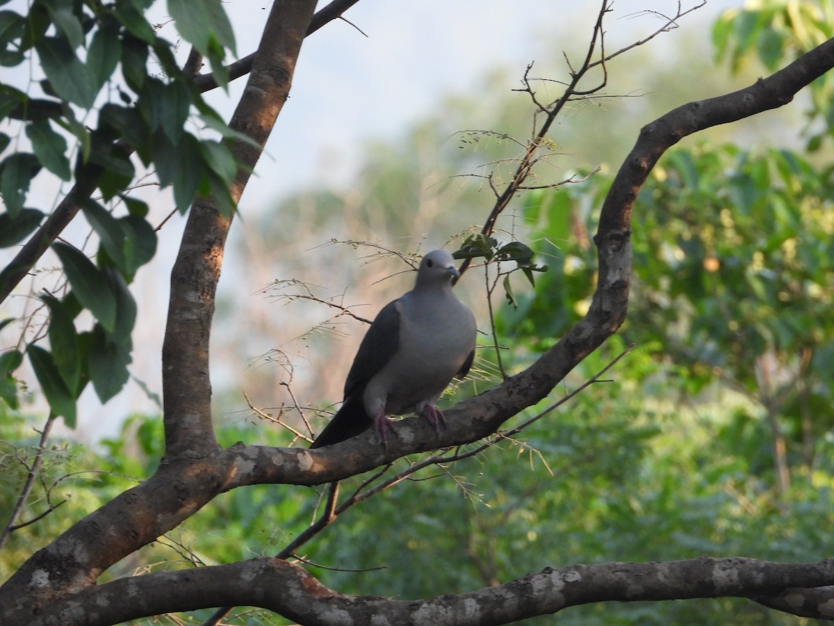 Green Imperial-Pigeon - ML644990900