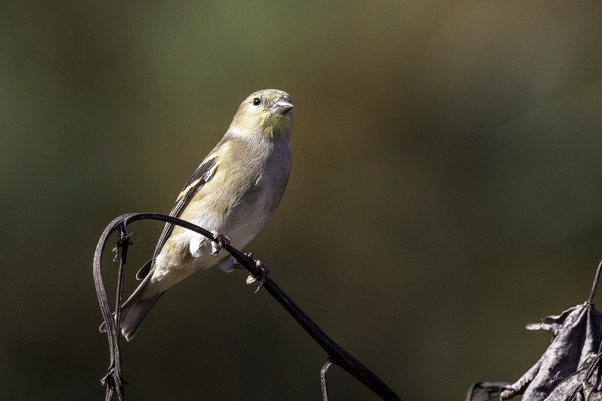 Goldzeisig - ML644990901