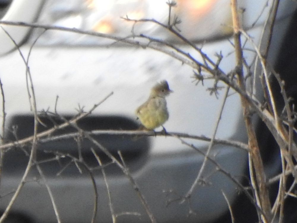 Gelbbauch-Olivtyrann - ML644990903