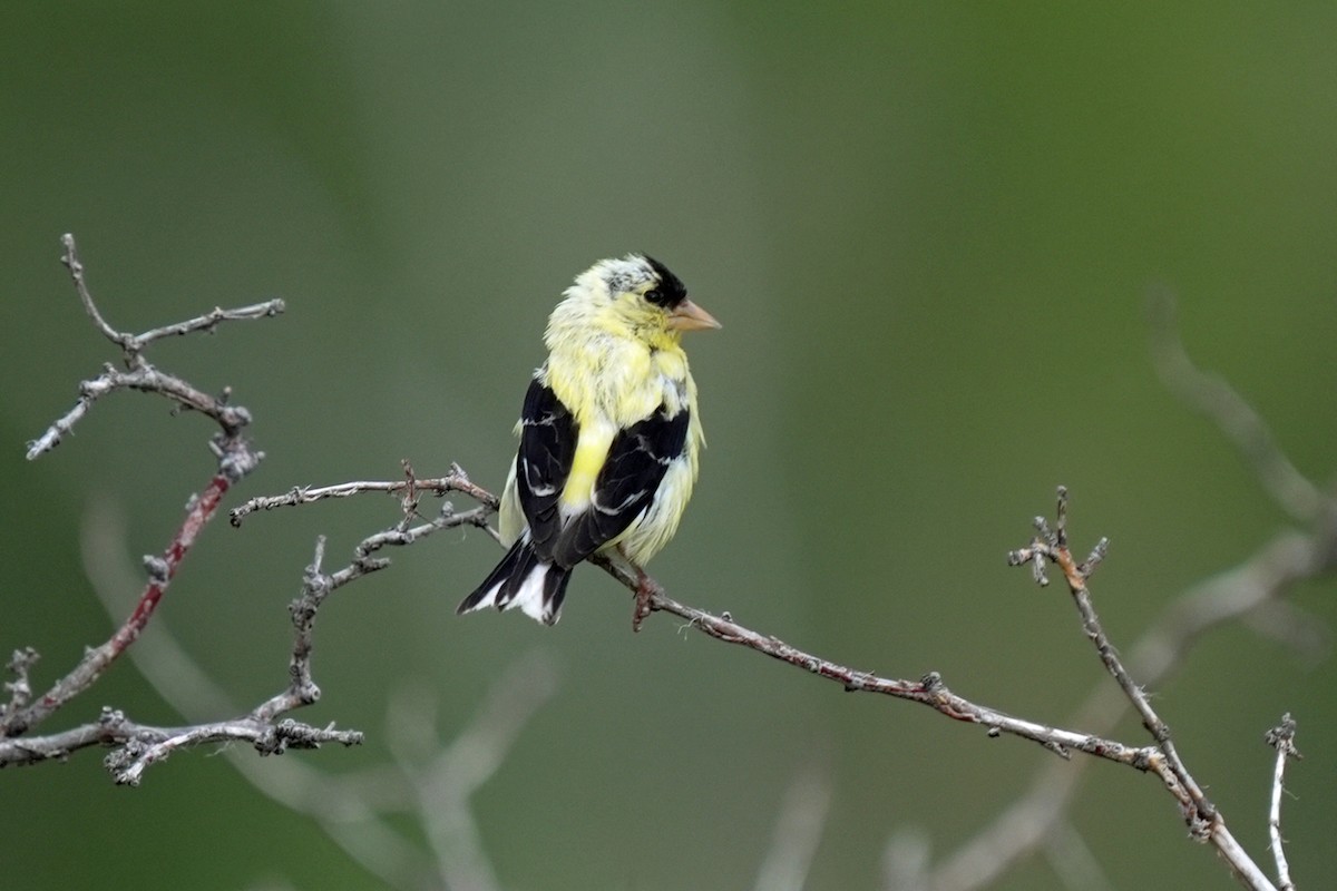 Goldzeisig - ML644990905