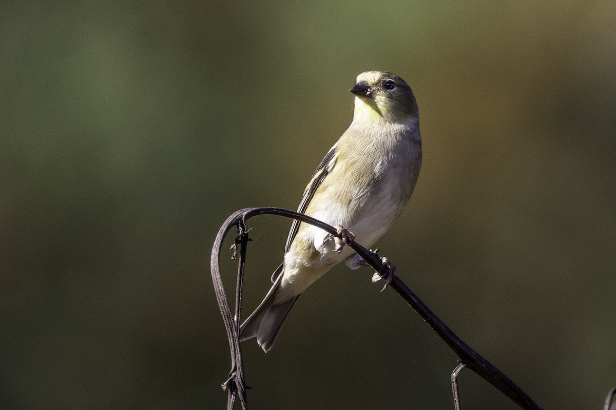 Goldzeisig - ML644990906