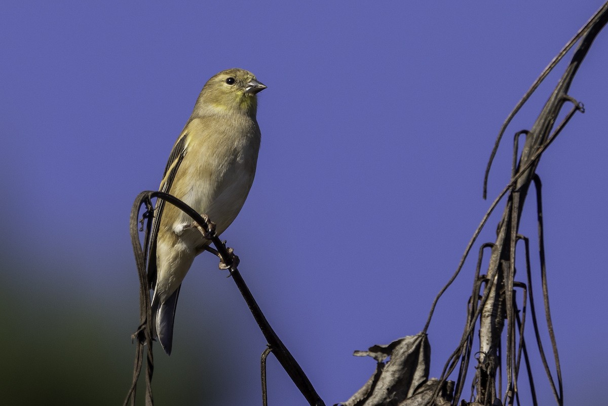 Goldzeisig - ML644990909