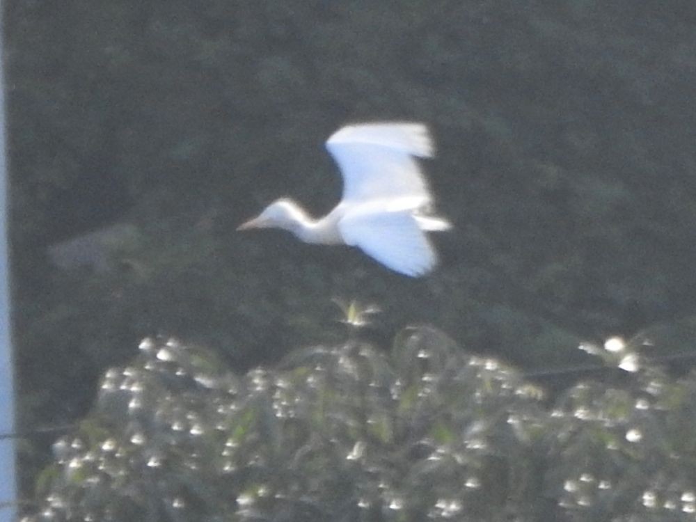 Kuhreiher - ML644990910