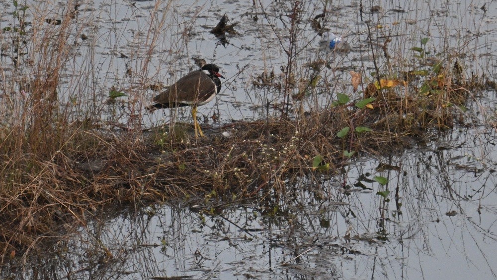 Rotlappenkiebitz - ML644990911