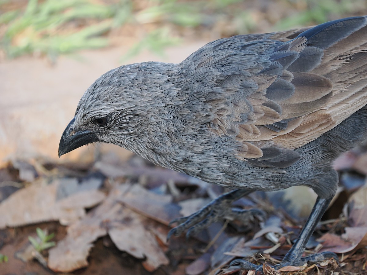 Aposteltöpferkrähe - ML644990912