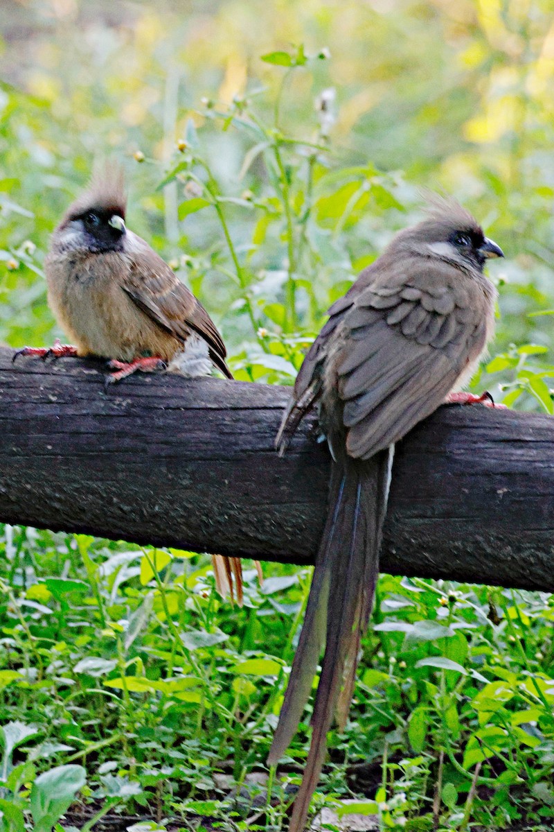 Braunflügel-Mausvogel - ML644990913