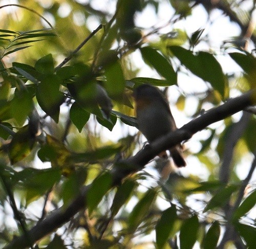 Taigaschnäpper - ML644990914